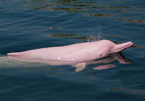Pink River Dolphin Fun Facts for Divers and Ocean Lovers