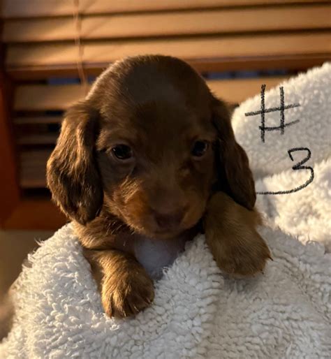Dachshund Puppies For Sale In Texas