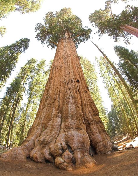 Sequoia