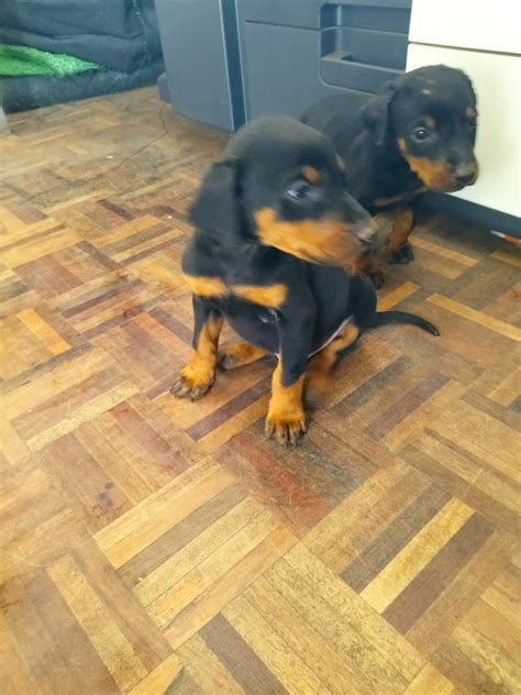 Doberman pinscher pups | Junk Mail Marketplace