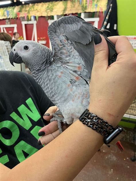 Red Factor African Grey