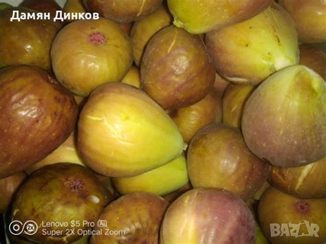 Страхотни едри и дребни смокини в Домашни продукти в гр. Шумен ...
