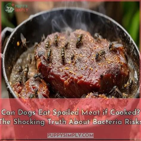 Can Dogs Eat Spoiled Meat if Cooked? The Shocking Truth About Bacteria ...