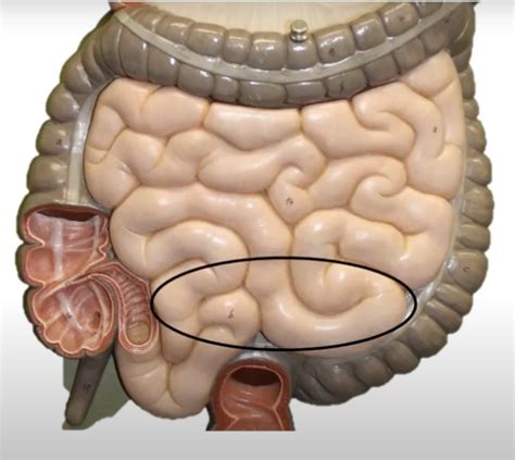 intestines Diagram | Quizlet