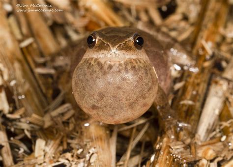 Ohio Birds and Biodiversity: Spring Peeper