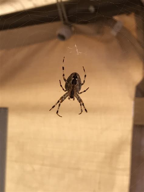 770 best Big Booty Shake images on Pholder | Bayley Booty, Wrestle With