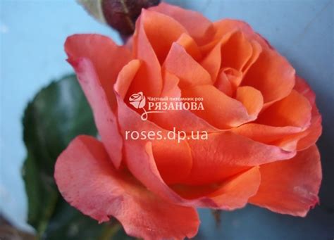 Каталог роз