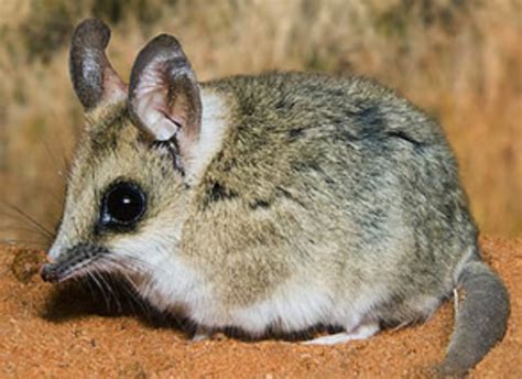 The Philippine Wildlife :: Rare Animals in the Philippines | hubpages