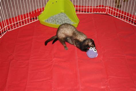 Santé : l’ingestion de corps étrangers chez le furet (causes, symptômes ...