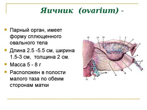Репродукттивная система. (Тема 10.2) - презентация онлайн