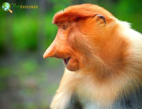 proboscis monkey characteristics nasalis larvatus diet facts