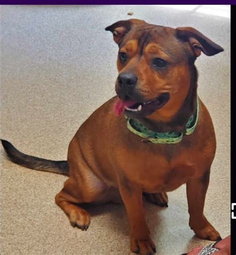 Available Dogs - Humane Society of Calvert County