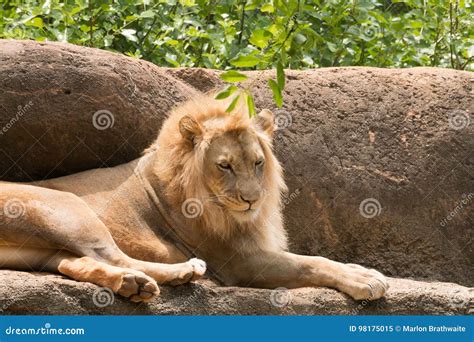 Leo the King of the Jungle Lion Stock Image - Image of mane, snout: 98175015