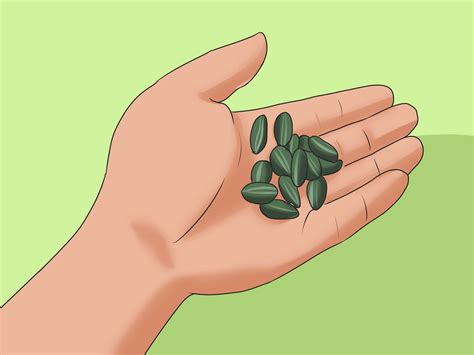 Семечка рисунок (Множество фото) - drawpics.ru