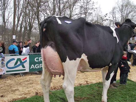 2013-04-18 dep43-mamelle-jeune | Prim’Holstein France