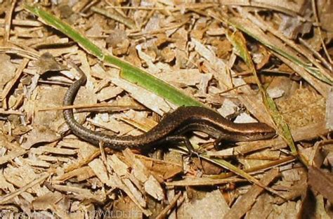 Common Garden Skink Habitat | Fasci Garden