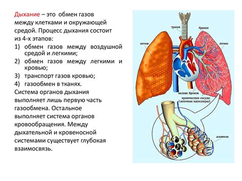 Дыхательная система человека - презентация онлайн