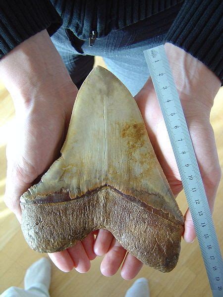 √ Sturgeon Fish Teeth | Fischlexikon