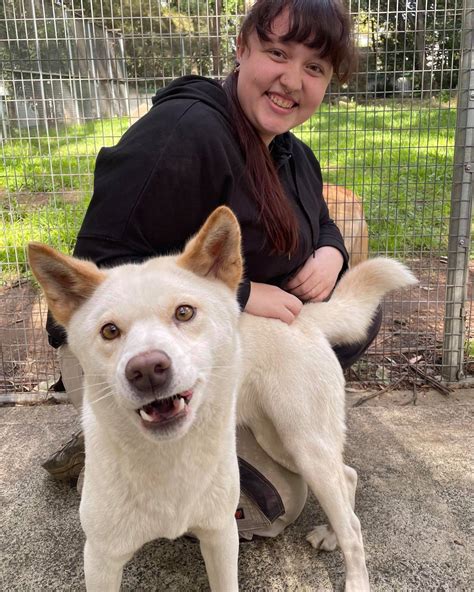 Volunteer - Koala Park