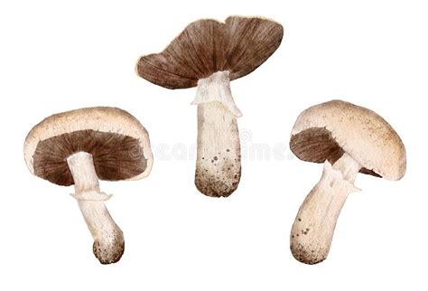 Watercolor Hand Drawn Set of Isolated Button Field Meadow Mushroom ...