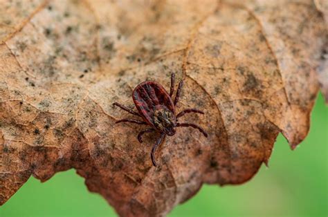 Ticks are becoming a growing health risk in the UK – here’s why
