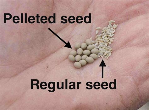 pelleted seeds laidback gardener