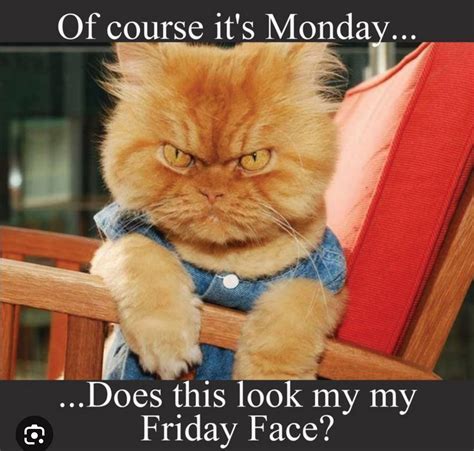 happy monday cat meme