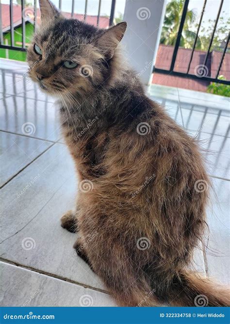 Funny Cat Expression that Difficult To Be Understood Stock Photo