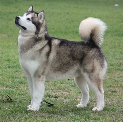 alaskan malamute breed guide learn   alaskan malamute