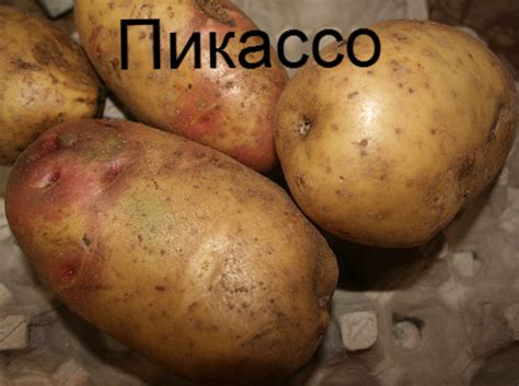 Семенной картофель Крючковой Татьяны: каталог, ОТЗЫВЫ