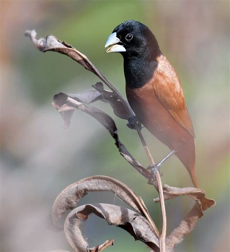 life journey  photography chestnut munia aka black headed munia