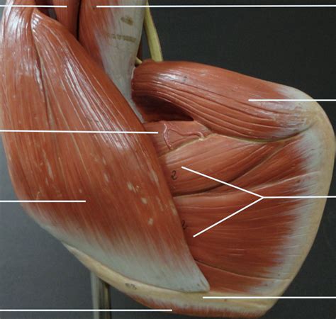 muscles of the shoulder Diagram | Quizlet