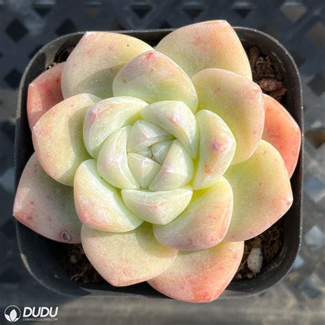 Echeveria Ice green – China Wholesale Succulent Plants Factory Amazing