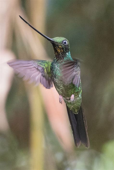 Sword-billed Hummingbird | Bird | Laura Erickson's For the Birds