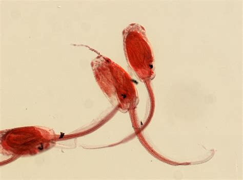WoRMS - World Register of Marine Species - Aplidium Savigny, 1816
