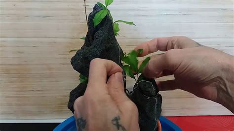 Как формировать бонсай на скале из ГРАНАТА How to form a bonsai on a ...