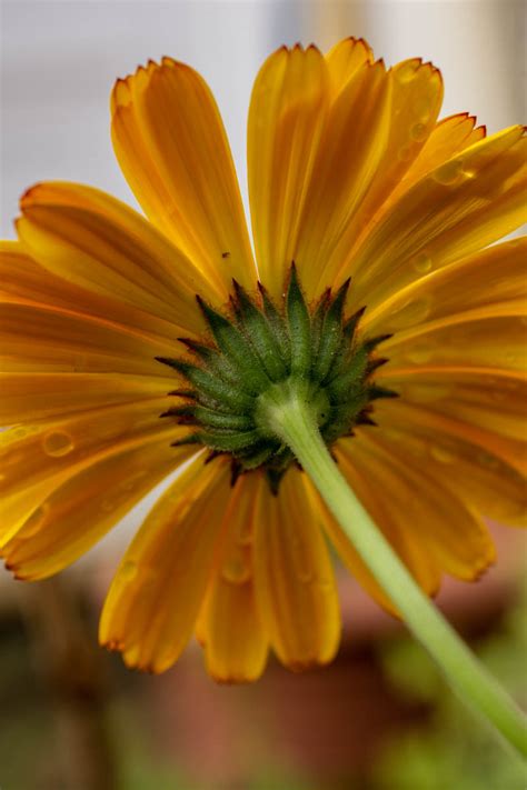 calendula photographias