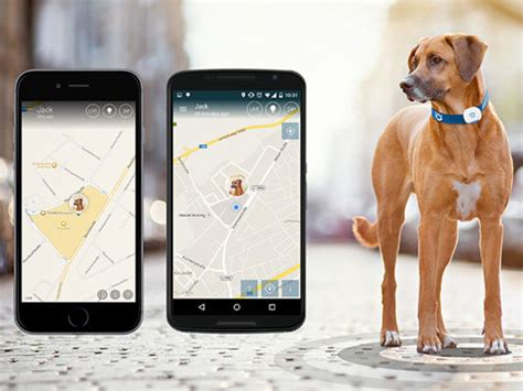 GPS ошейник – ошейник с GPS для собак и кошек от SmartFamily