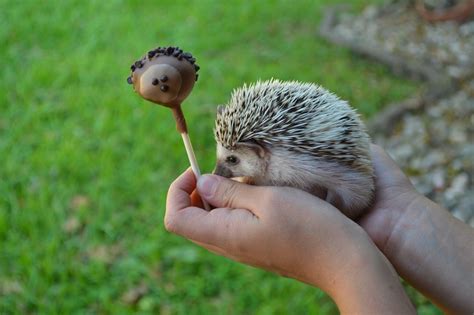 Can you spot the difference? : r/aww