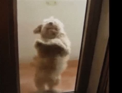 Happy Jumping Dog Gif Share the best gifs now