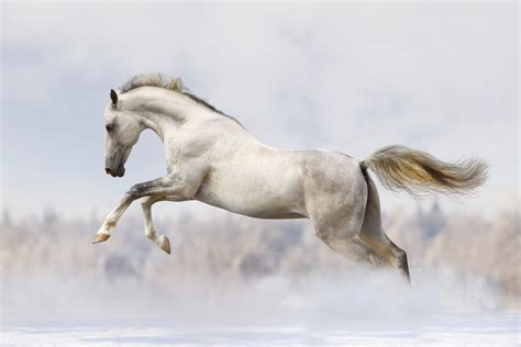 Картинки по запросу лошади на белом фоне | Horse wall art canvases ...