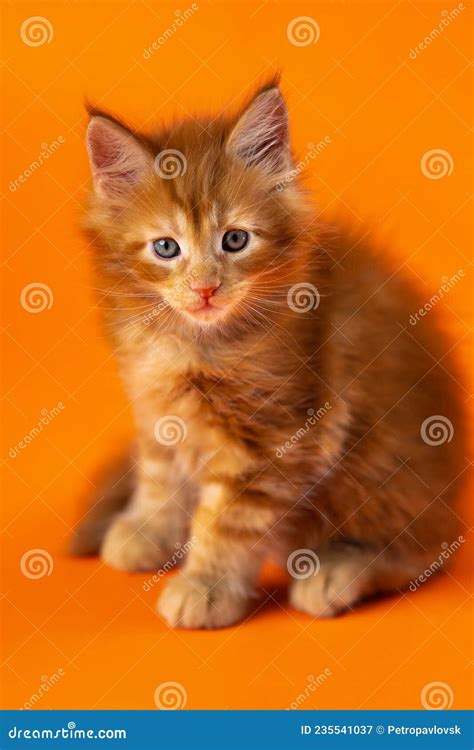 tuyen tap orange kitten background de thuong va  tao
