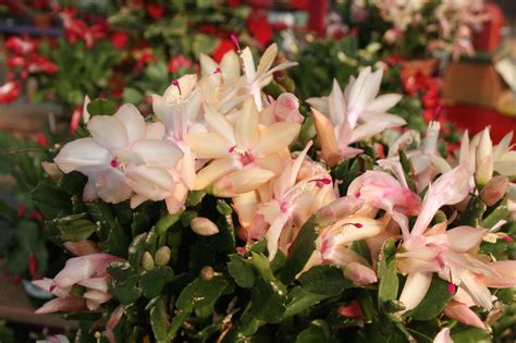 The Flower Bin: Holiday Cactus Care Tips