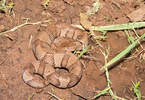 97,000+ Endemic Snakes Southeast Asia Pictures