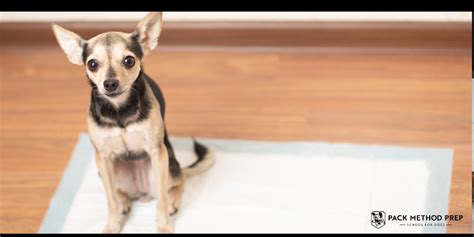 how to teach dog to poop in one spot