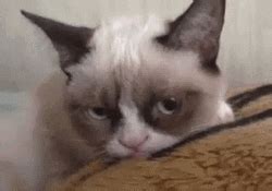 Grumpy Cat GIFs | GIFDB.com