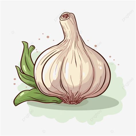 garlic clipart garlic clove drawing vector illustration illustration