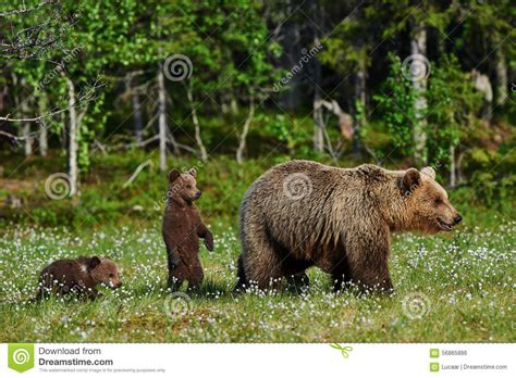 Mother bear and cubs stock photo. Image of cute, protective - 56865886