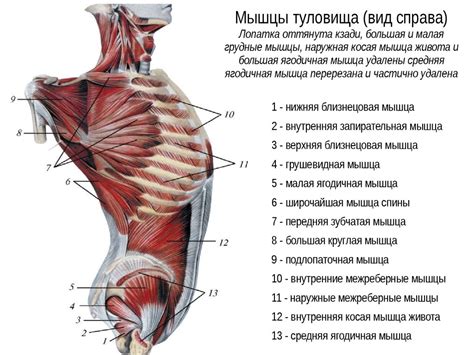 Мышцы спины - презентация онлайн