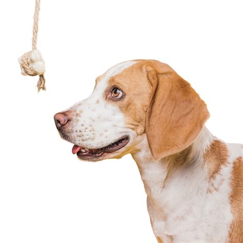 Pet Tether PSD, High Quality Free PSD Templates for Download